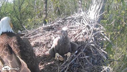 Cardinal Land Conservancy Eagles Live Webcam - Apr 15, 2026, 9:27am EDT