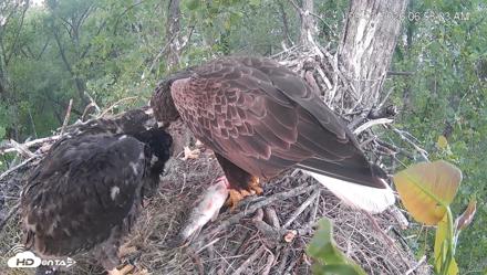 Cardinal Land Conservancy Eagles Live Webcam - May 2, 2026, 6:54am EDT