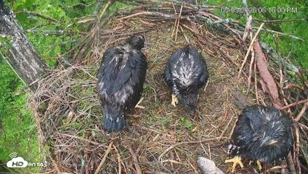 Cardinal Land Conservancy Eagles Live Webcam - May 5, 2026, 6:16pm EDT