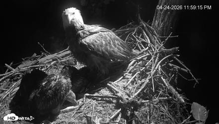 Cardinal Land Conservancy Eagles Live Webcam - Apr 24, 2026, 11:59pm EDT