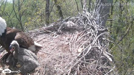 Cardinal Land Conservancy Eagles Live Webcam - Apr 14, 2026, 2:09pm EDT