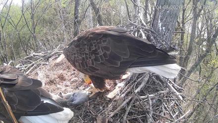 Cardinal Land Conservancy Eagles Live Webcam - Apr 8, 2026, 4:48pm EDT