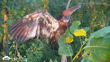 Cardinal Land Conservancy Eagles Live Webcam - Jun 16, 2026, 6:30am EDT