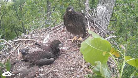 Cardinal Land Conservancy Eagles Live Webcam - May 14, 2026, 1:22pm EDT