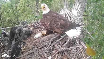 Cardinal Land Conservancy Eagles Live Webcam - Apr 27, 2026, 10:23am EDT