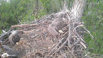 Cardinal Land Conservancy Eagles Live Webcam - Apr 18, 2026, 8:48am EDT