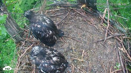 Cardinal Land Conservancy Eagles Live Webcam - May 20, 2026, 10:25am EDT