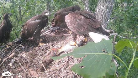 Cardinal Land Conservancy Eagles Live Webcam - May 19, 2026, 11:03am EDT