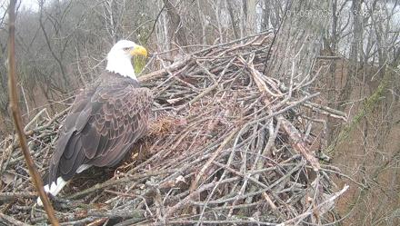 Cardinal Land Conservancy Eagles Live Webcam - Jan 9, 2026, 9:14am EST