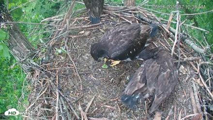 Cardinal Land Conservancy Eagles Live Webcam - May 21, 2026, 7:13am EDT