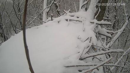Cardinal Land Conservancy Eagles Live Webcam - Dec 2, 2025, 7:29am EST