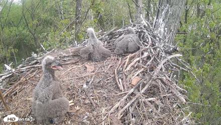 Cardinal Land Conservancy Eagles Live Webcam - Apr 15, 2026, 6:44pm EDT