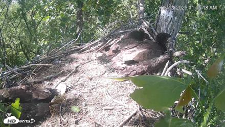 Cardinal Land Conservancy Eagles Live Webcam - May 13, 2026, 11:06am EDT