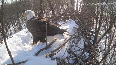 Cardinal Land Conservancy Eagles Live Webcam - Jan 27, 2026, 3:43pm EST