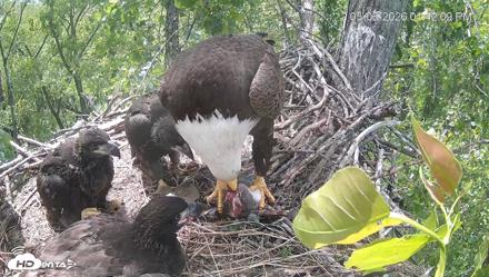 Cardinal Land Conservancy Eagles Live Webcam - May 6, 2026, 1:43pm EDT