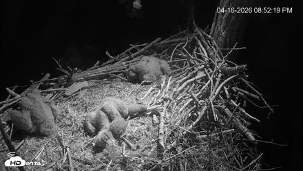 Cardinal Land Conservancy Eagles Live Webcam - Apr 16, 2026, 8:54pm EDT