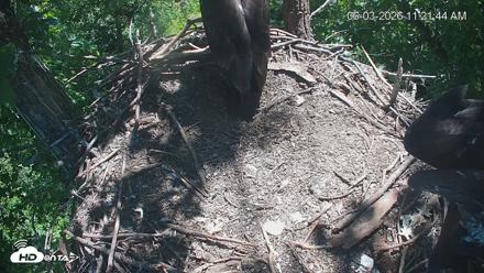 Cardinal Land Conservancy Eagles Live Webcam - Jun 3, 2026, 11:24am EDT
