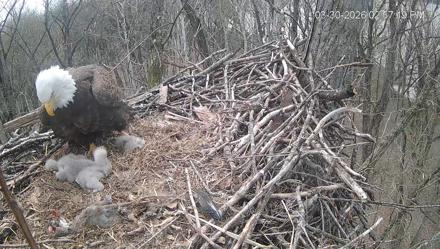 Cardinal Land Conservancy Eagles Live Webcam - Mar 30, 2026, 2:58pm EDT