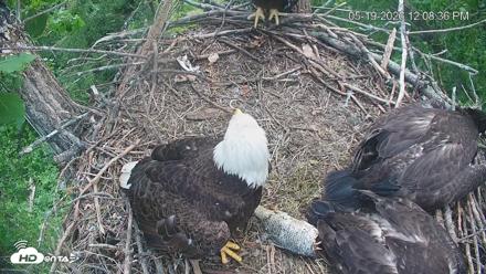 Cardinal Land Conservancy Eagles Live Webcam - May 19, 2026, 12:09pm EDT