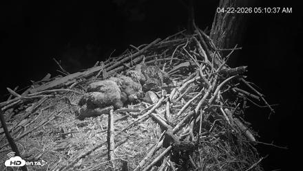 Cardinal Land Conservancy Eagles Live Webcam - Apr 22, 2026, 5:11am EDT
