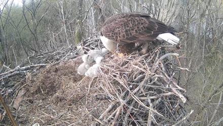 Cardinal Land Conservancy Eagles Live Webcam - Apr 1, 2026, 9:25am EDT