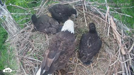 Cardinal Land Conservancy Eagles Live Webcam - May 5, 2026, 2:13pm EDT