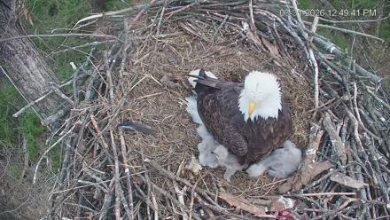 Cardinal Land Conservancy Eagles Live Webcam - Mar 31, 2026, 12:50pm EDT