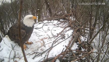 Cardinal Land Conservancy Eagles Live Webcam - Dec 5, 2025, 7:53am EST