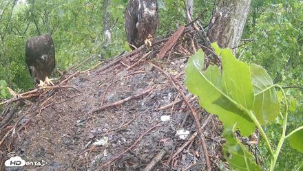 Cardinal Land Conservancy Eagles Live Webcam - May 22, 2026, 12:26pm EDT