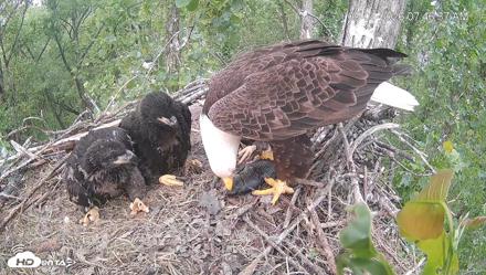 Cardinal Land Conservancy Eagles Live Webcam - May 4, 2026, 7:47am EDT