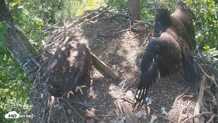 Cardinal Land Conservancy Eagles Live Webcam - Jun 4, 2026, 10:22am EDT