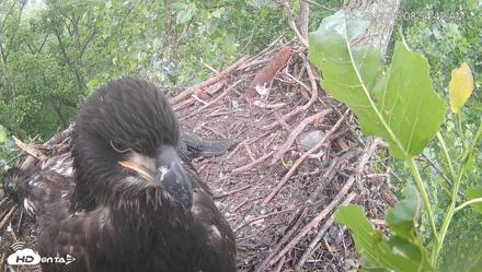 Cardinal Land Conservancy Eagles Live Webcam - May 28, 2026, 8:55am EDT