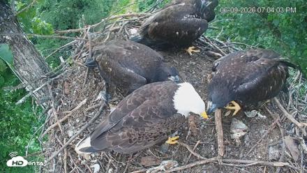 Cardinal Land Conservancy Eagles Live Webcam - Jun 9, 2026, 7:05pm EDT