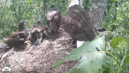 Cardinal Land Conservancy Eagles Live Webcam - May 19, 2026, 2:48pm EDT