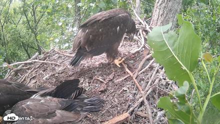 Cardinal Land Conservancy Eagles Live Webcam - May 25, 2026, 12:38pm EDT