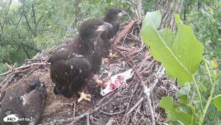 Cardinal Land Conservancy Eagles Live Webcam - May 23, 2026, 11:57am EDT