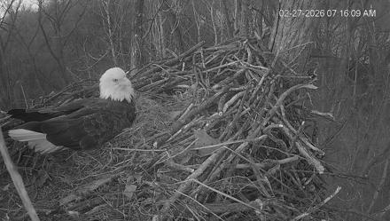 Cardinal Land Conservancy Eagles Live Webcam - Feb 27, 2026, 7:16am EST
