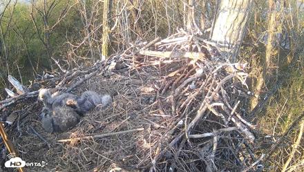 Cardinal Land Conservancy Eagles Live Webcam - Apr 11, 2026, 7:54am EDT