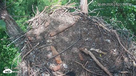 Cardinal Land Conservancy Eagles Live Webcam - Jun 9, 2026, 1:54pm EDT