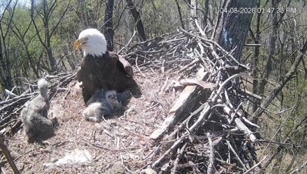 Cardinal Land Conservancy Eagles Live Webcam - Apr 8, 2026, 1:48pm EDT