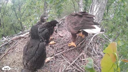 Cardinal Land Conservancy Eagles Live Webcam - May 3, 2026, 7:14pm EDT