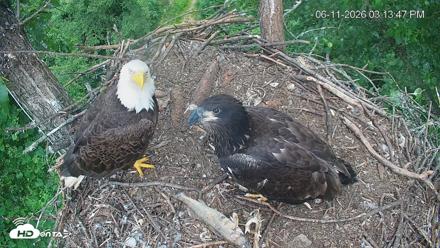 Cardinal Land Conservancy Eagles Live Webcam - Jun 11, 2026, 3:14pm EDT
