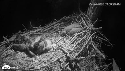 Cardinal Land Conservancy Eagles Live Webcam - Apr 24, 2026, 3:01am EDT