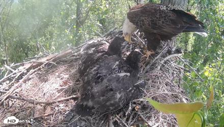 Cardinal Land Conservancy Eagles Live Webcam - Apr 29, 2026, 4:52pm EDT