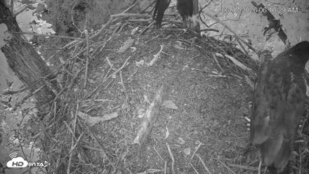 Cardinal Land Conservancy Eagles Live Webcam - Jun 7, 2026, 6:11am EDT