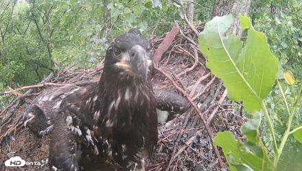 Cardinal Land Conservancy Eagles Live Webcam - May 24, 2026, 6:07pm EDT