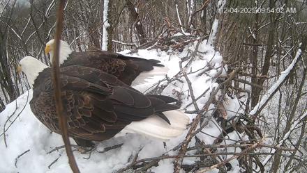 Cardinal Land Conservancy Eagles Live Webcam - Dec 4, 2025, 9:54am EST