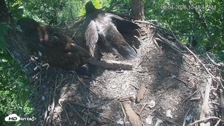 Cardinal Land Conservancy Eagles Live Webcam - Jun 4, 2026, 10:49am EDT