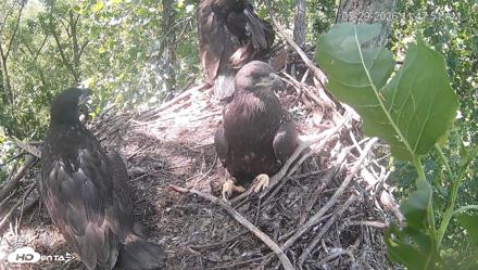 Cardinal Land Conservancy Eagles Live Webcam - May 29, 2026, 11:48am EDT