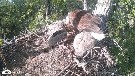 Cardinal Land Conservancy Eagles Live Webcam - Apr 21, 2026, 8:35am EDT
